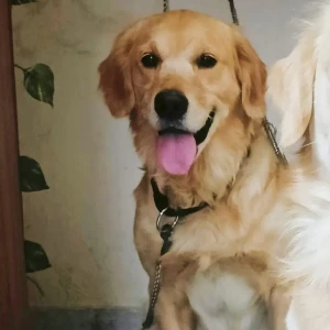 A Golden Golden retriever Dog Missing from Greater Hyderabad Municipal Corporation West Zone, Hyderabad