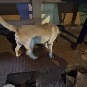 A White-Brown Mix Labrador Dog Found from Bengaluru