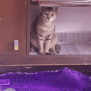 A Grey Domestic short hair Cat Missing from Gangain street, kalakshetra colony