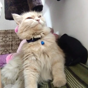 A White-Brown Mix Persian Cat Missing from Pune