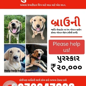 A Brown Labrador Dog Missing from Valsad Tithal batch near swaminaryan temple-3