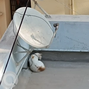 A White-Brown Mix No idea Cat Found from Bengaluru