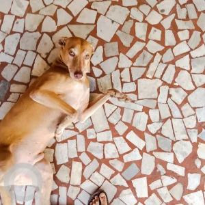 A Brown Indie Dog Missing from Mumbai