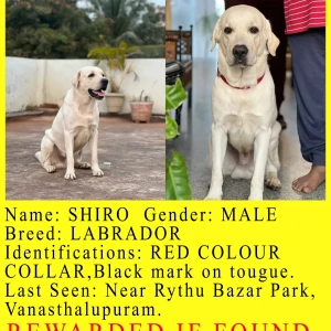 A White-Brown Mix Labrador Dog Missing from Hyderabad-3