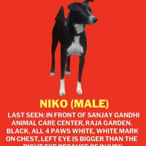A Black and White Indian Dog Found from Tagore Garden Extension, New Delhi