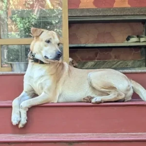 A Brown Indie Dog Missing from Yashwant Nagar, Ponda