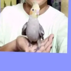 A Grey Cockatiel Bird Missing from Navi Mumbai