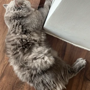 A Grey Persian Cat Missing from Tollygunge, Kolkata-4