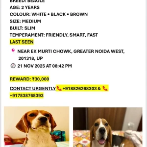 A White-Brown Mix Beagle Dog Missing from Sector 3, Samspur