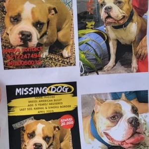 A Light Brown American bully Dog Missing from Singhu, New Delhi-4