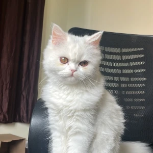 A White Persian Cat Missing from Tejaswini Nagar, Bengaluru