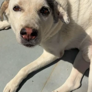 A Black and White Indie Dog Missing from Hauz Khas, New Delhi