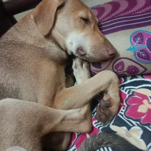 A Brown Pillu Dog Missing from Nigdi, Pimpri Chinchwad-3