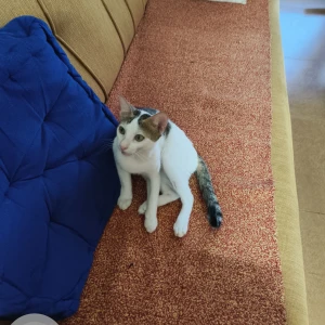 A Grey-White Mix Indie cat Cat Missing from Near SBI bank, mangor-hill-3