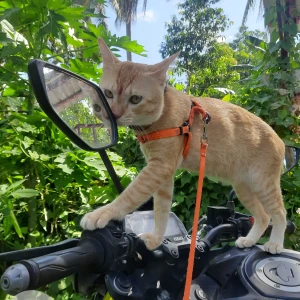 A Orange Local Cat Missing from Hatigaon, Guwahati-5