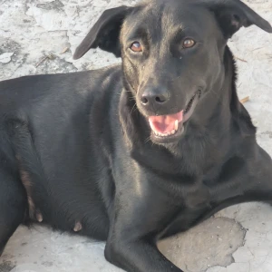 A Black India Dog Missing from Sector 130, Noida-2