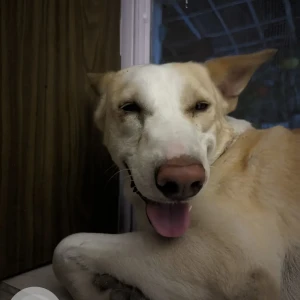 A White INDIE Dog Missing from Model Town Phase 2, Block Z2, Phase 2, Model Town-4