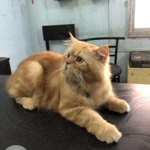 A Orange Persian Cat Missing from Guwahati-3
