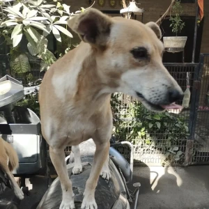 A Brown Indie Dog Missing from New Delhi-3