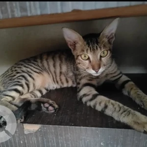 A Black and Brown Tabby Cat Missing from Raipur