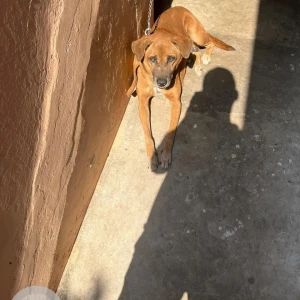 A Black and Brown Street dog Dog Missing from Pandri, Raipur-4