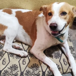 A White-Brown Mix Street Dog Dog Missing from Kolathur, Chennai-2