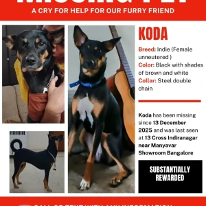 A Black and Brown indie Dog Missing from Bengaluru