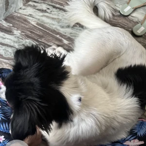 A Black and White Indie Dog Found from Tagore Garden Extension, New Delhi