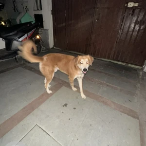 A Brown Indie Dog Found from Dlf phase 1-2