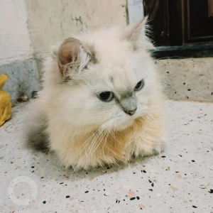 A White Persian Cat Missing from Guwahati-2