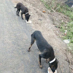 A Black Desi breed Dog Missing from Bhopal, Bhopal