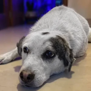 A Black and White Indie Dog Missing from Hauz Khas, New Delhi-2