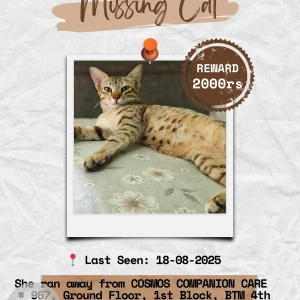 A Black and Brown Indie Cat Missing from BDA Layout BTM 4th Stage, Bengaluru-3