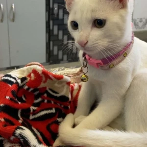 A White Indian Cat Missing from Patna