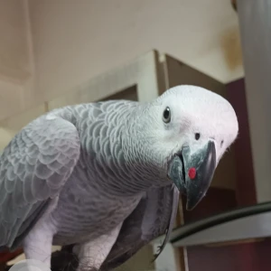 A Grey-White Mix African Grey Parrot Bird Missing from White Town, Puducherry