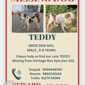 A White-Brown Mix Mixed breed Dog Missing from Sector 102, Gurugram-3