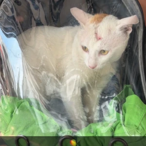 A White Stray Cat Missing from Kurla West, Mumbai
