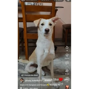 A Other Indie Dog Missing from Nagpur