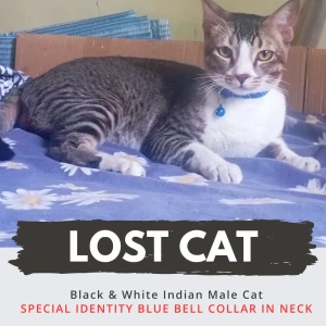 A Black and White Indian Cat Missing from Chandan Nagar, Pune
