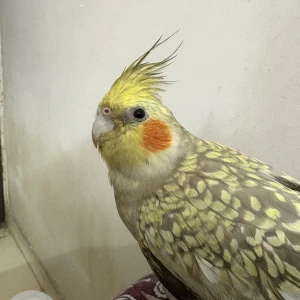 A Other Cockatiel Bird Missing from Ahmedabad