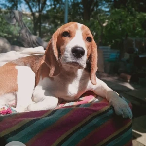 A White-Brown Mix Beagle Dog Missing from 118 shaniwar peth nene ghat nadi patra