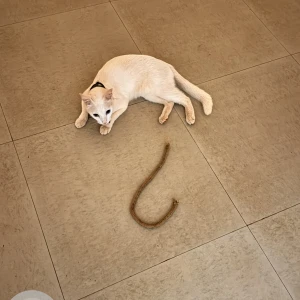 A White White colour Cat Missing from Siolim, Goa