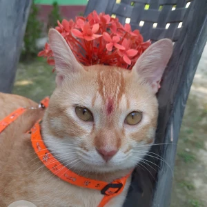 A Orange Local Cat Missing from Hatigaon, Guwahati-4