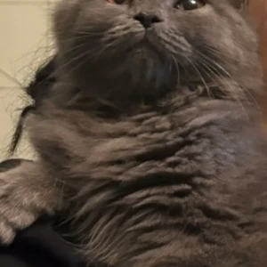 A Grey Persian Cat Missing from Tollygunge, Kolkata-5