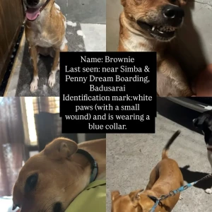 A Brown indie Dog Missing from simba and penny dream boarding-2