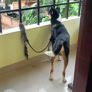 A Black and White Indie Dog Missing from Guwahati-3