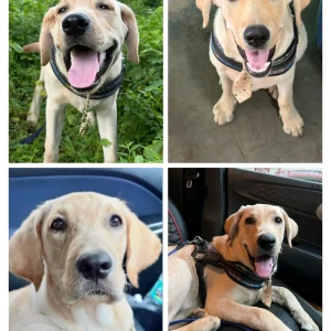 A Brown Labrador Dog Missing from Valsad Tithal batch near swaminaryan temple-4