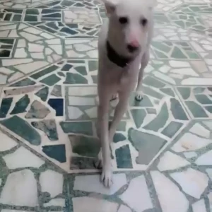 A White-Brown Mix Indie Dog Missing from New Delhi
