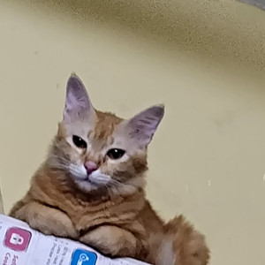 A Orange Indian Cat Missing from Driver's street pudupet-5