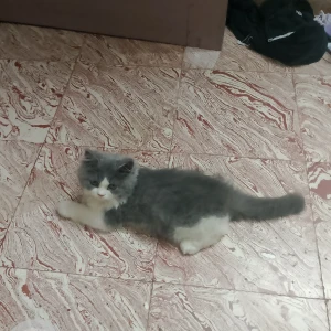 A White and Grey Persion Cat Missing from Madurai